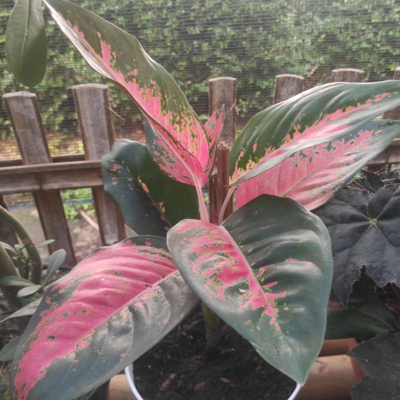 aglonema red kochin paramuray dewasa indukan foto real