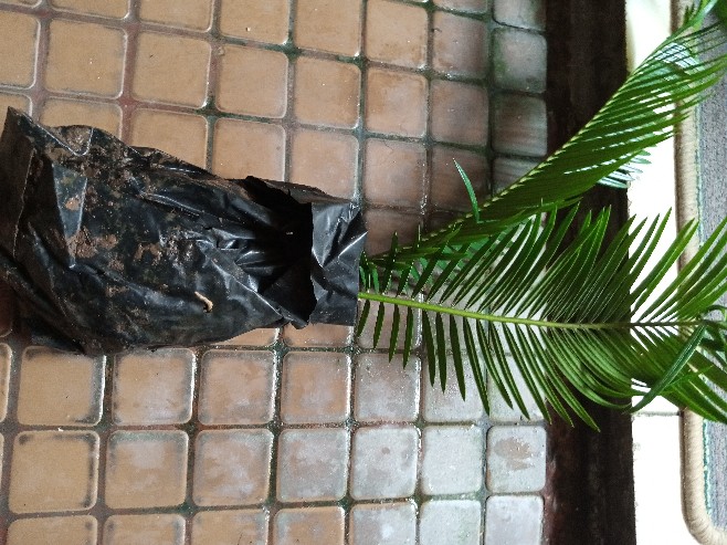 Tanaman Hias Palem Sikas - Bibit Pohon Palm Sikas 20cm