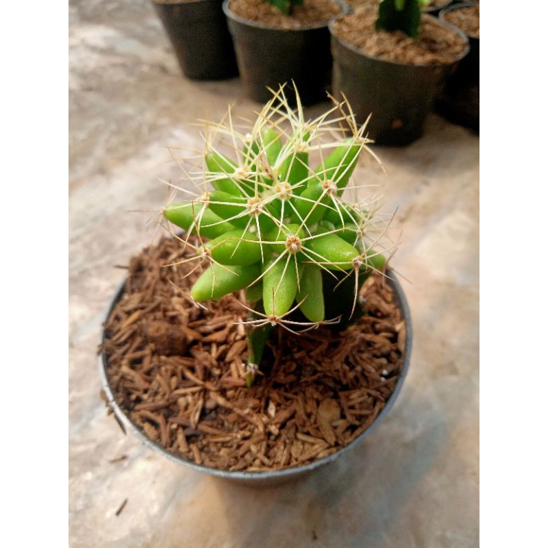 Kaktus bintang grafting (medium ) + freepot