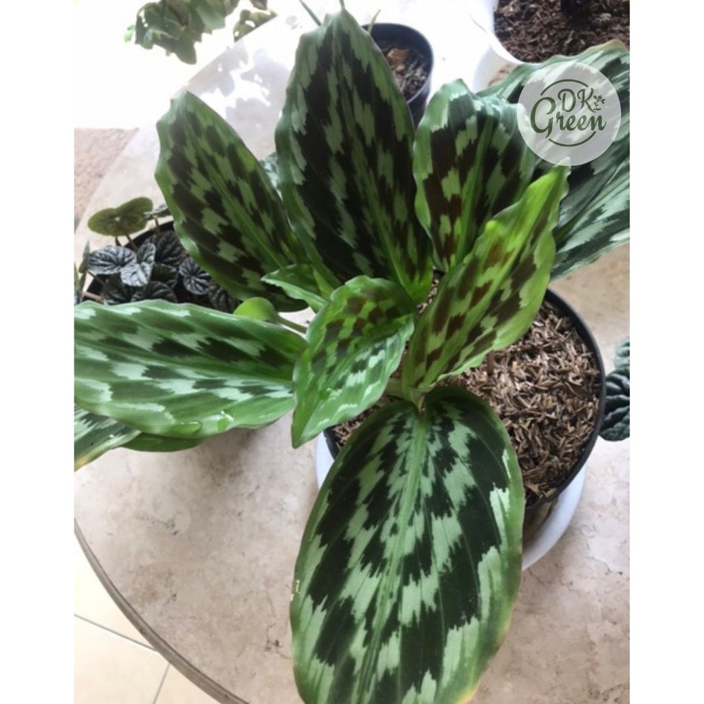 Tanaman calathea merak peacock