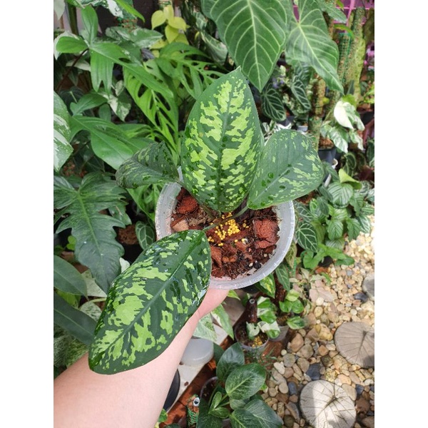 Homalomena Variegata Army / Homalomena Army