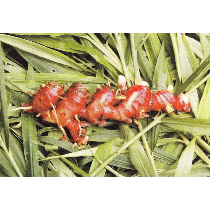 LAOS/ LENGKUAS MERAH