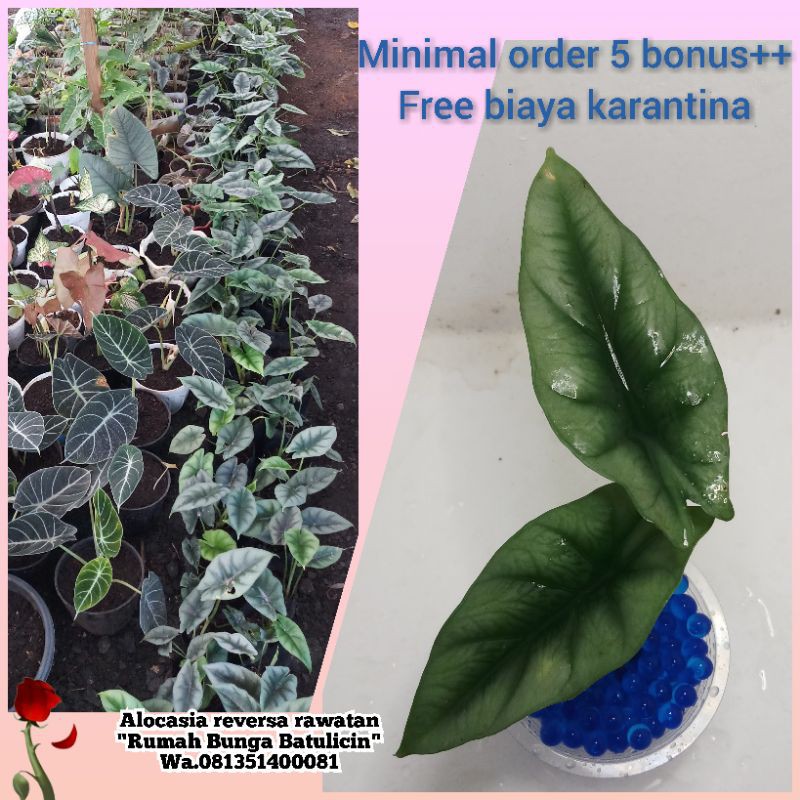 Termurah Alocasia Reversa Rawatan Daun 2 Minimal Order 5 Pohon