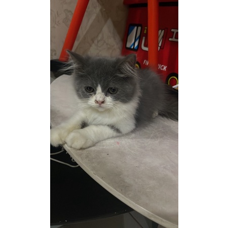 kitten persia betina