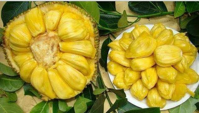 Bibit Nangka Madu/Tanaman Nangka Madu