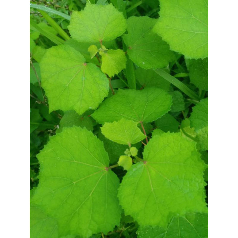 

jual daun pulutan segar1 kg