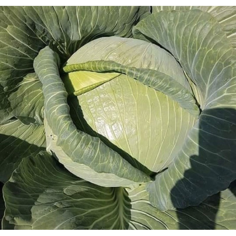 Kol / Kubis 1 KG