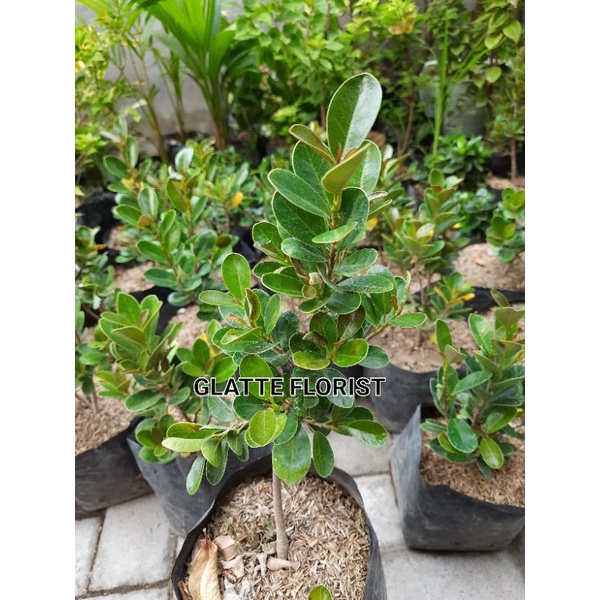 bahan bonsai dolar mangkok pucuk merah/ficus dolar Micro pucuk merah siap kawat beli 5 gratis 1