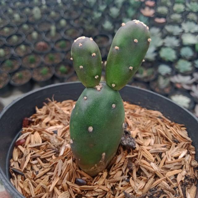 Kaktus - Sukulen - Opuntia Canterae