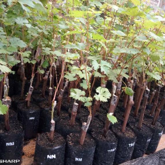 (Terbaik) Bibit Anggur Ninel - Anggur Impor Ninel