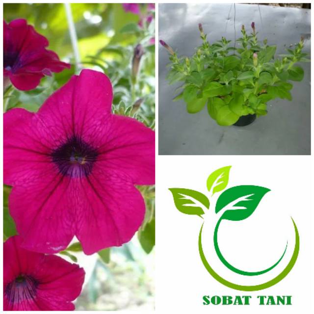 Bibit Tanaman Hias Bunga Petunia