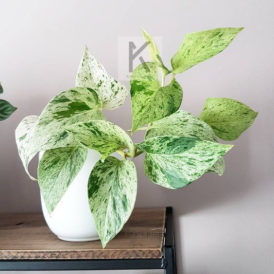 Sirih Gading Pothos Marble White Variegated Tanaman Indoor Bebas