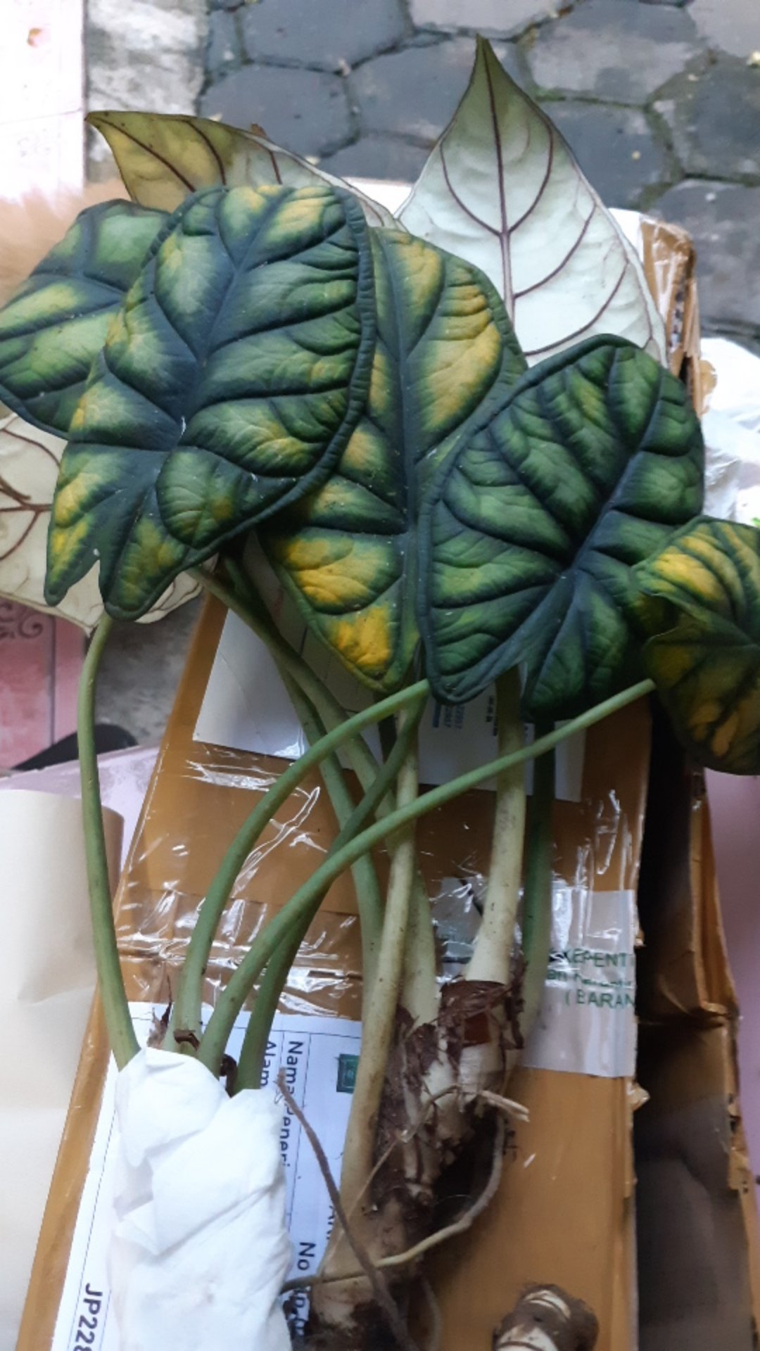 Alocasia Dragon Scale (keladi Tengkorak Hijau) Dewasa