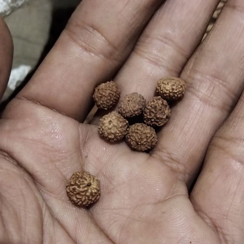 jenitri rudraksha mukhi 9 kecil