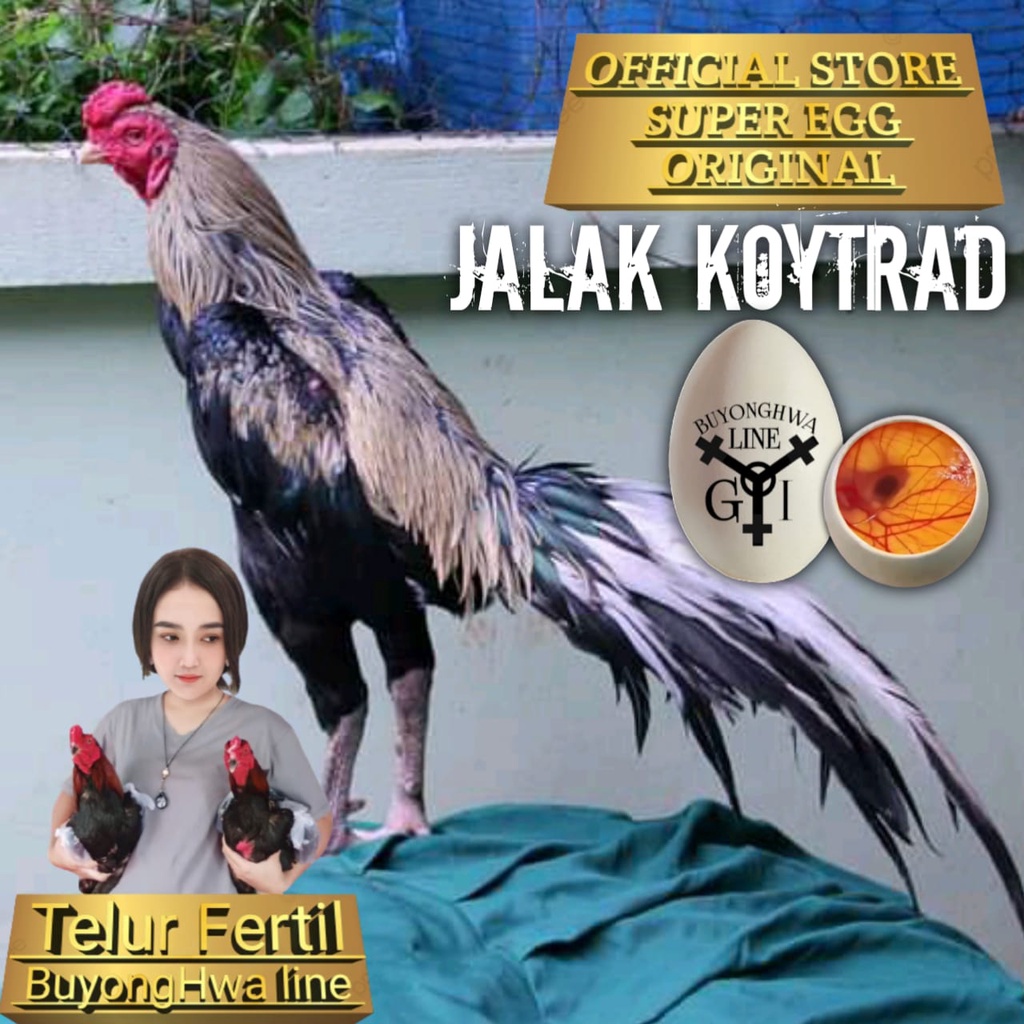 Ayam Bangkok jalak koytrad aduan asli Thailand telur fertil siap tetas