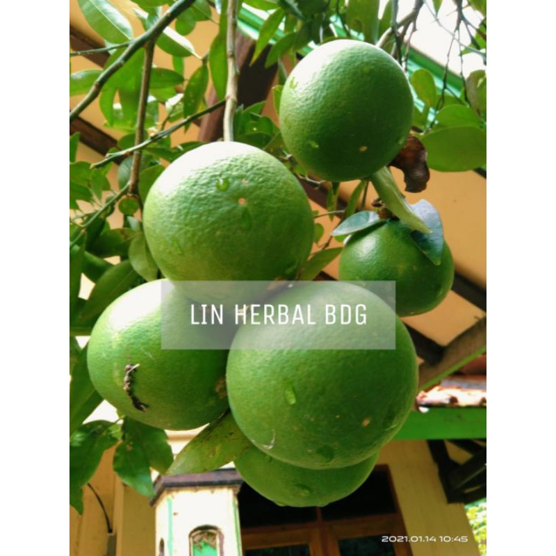 

jual jeruk bali mini manis segar per 1 kg