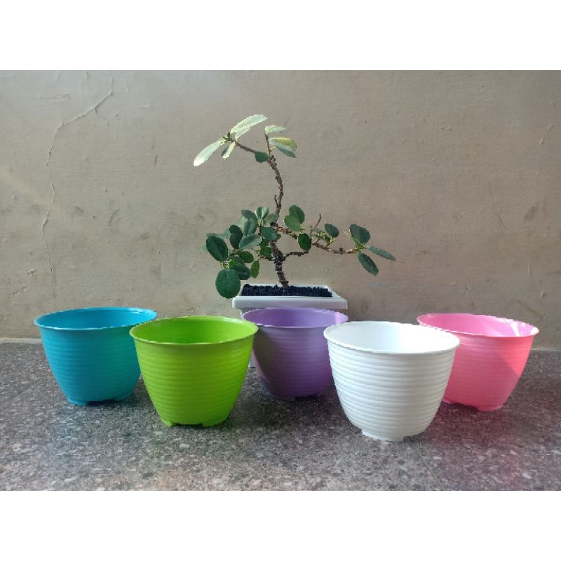 Pot Madu 10 / pot Madu warna murah