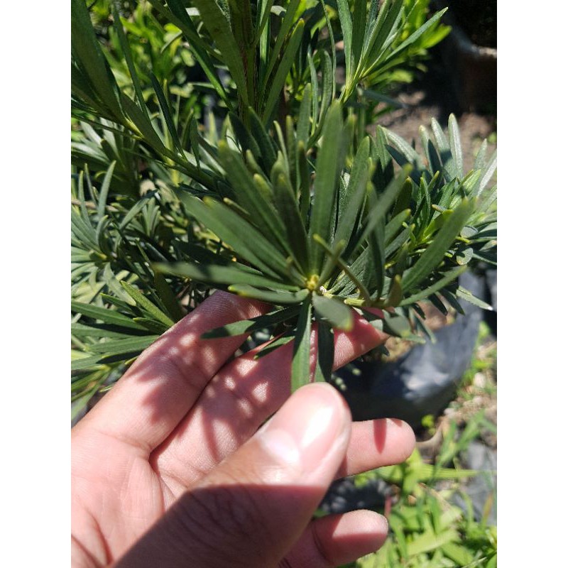 Bahan bonsai lohansung silver import -/+ 70 cm original batang besar