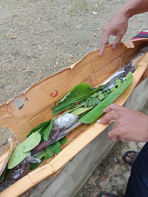 Bibit Jeruk Lemon Jumbo Parfum