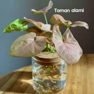 Jual Tanaman Hias Syngonium Pink Keladi Pink Tanaman Hias Keladi Shopee Indonesia