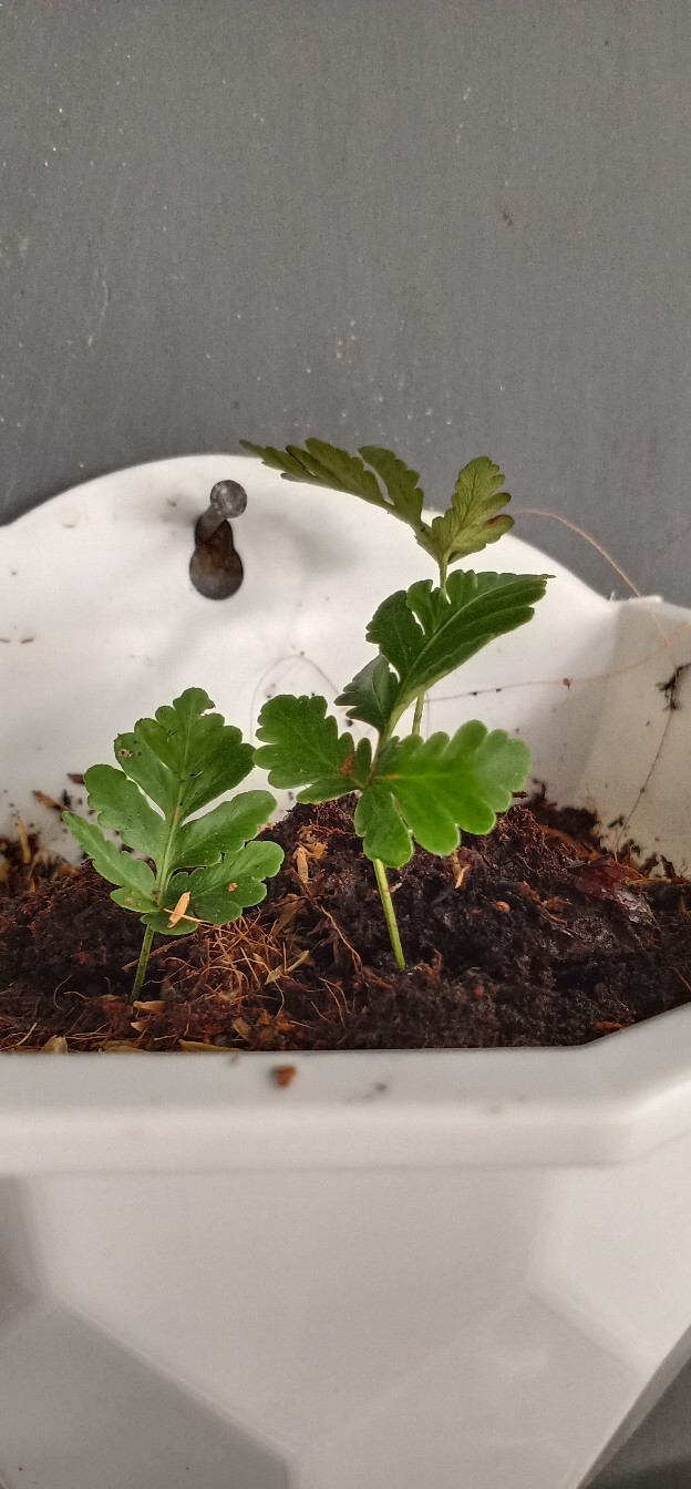 Bibit Tanaman Hias Huperzia Subur Dengan Media Pakis Lempeng