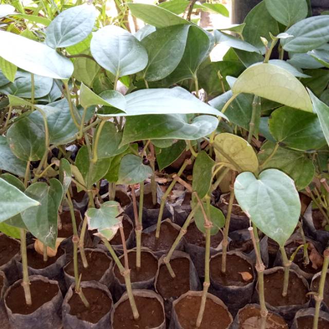Bibit tanaman lada rambat hitam