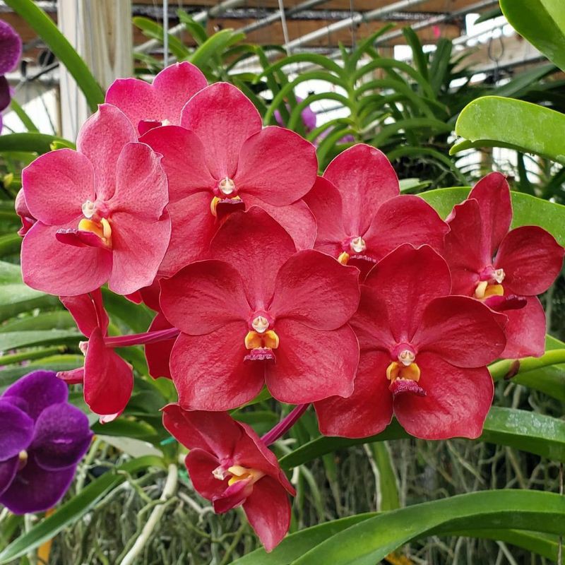 Anggrek vanda Dewasa merah mepesona