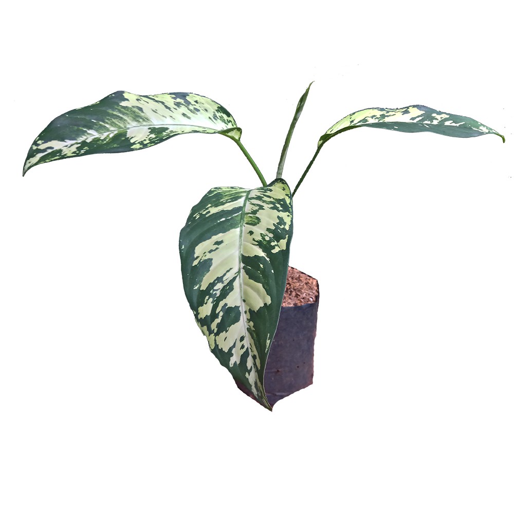 Tanaman Aglonema Dieffenbachia seguine aurora Sri Rejeki