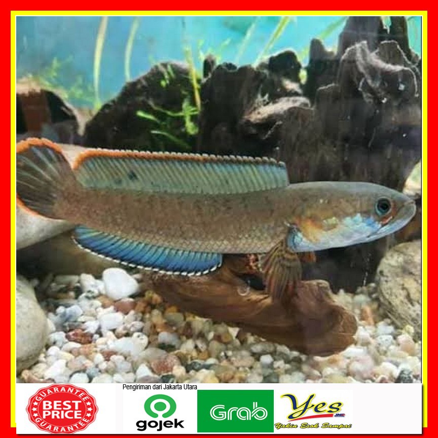 Harga ikan channa limbata