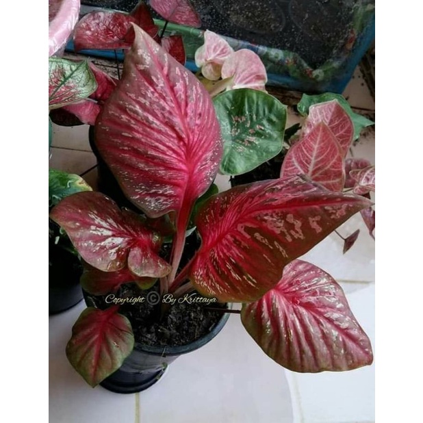 anakan keladi caladium import langka pakmoon