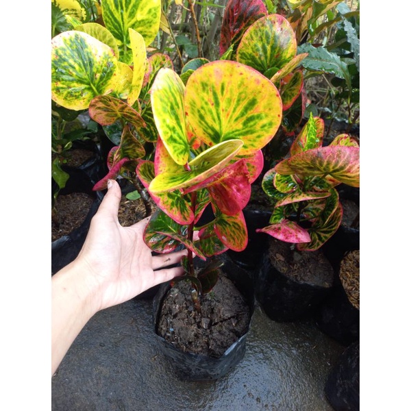 Promo 3 Bibit Bunga Puring Apel Merah Murah