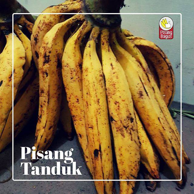 

Pisang Tanduk 1 pcs