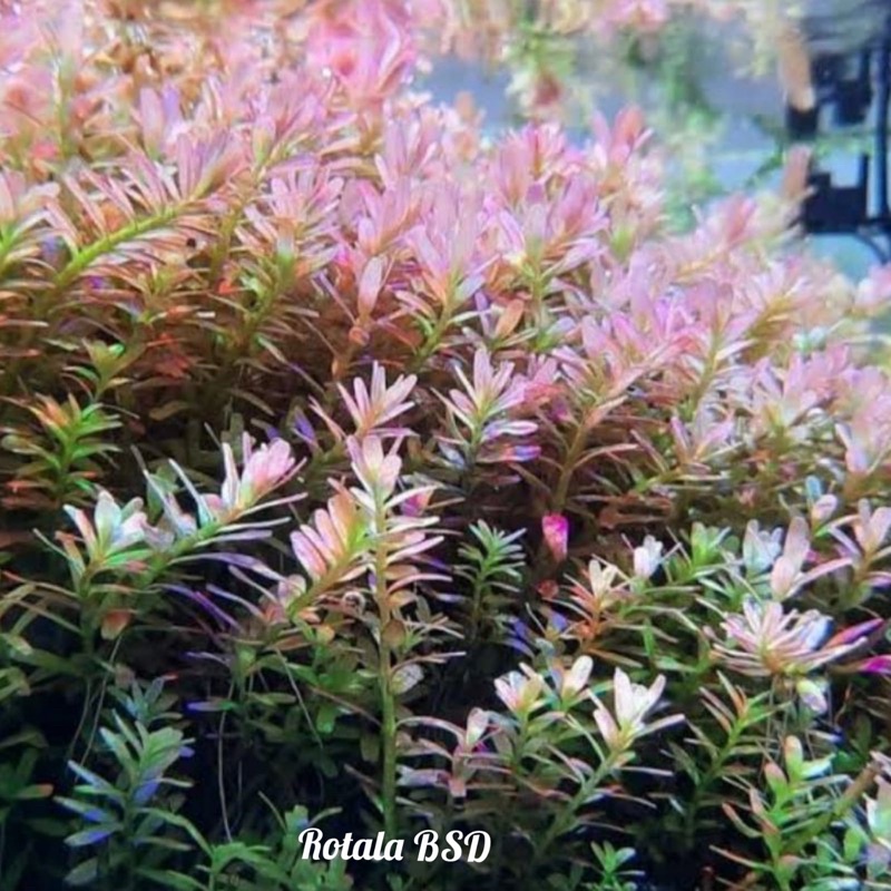 Rotala BSD / tanaman aquascape
