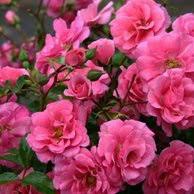 Tanaman Hias Bunga Mawar Floribunda Pink - Bunga Mawar Floribunda Pink