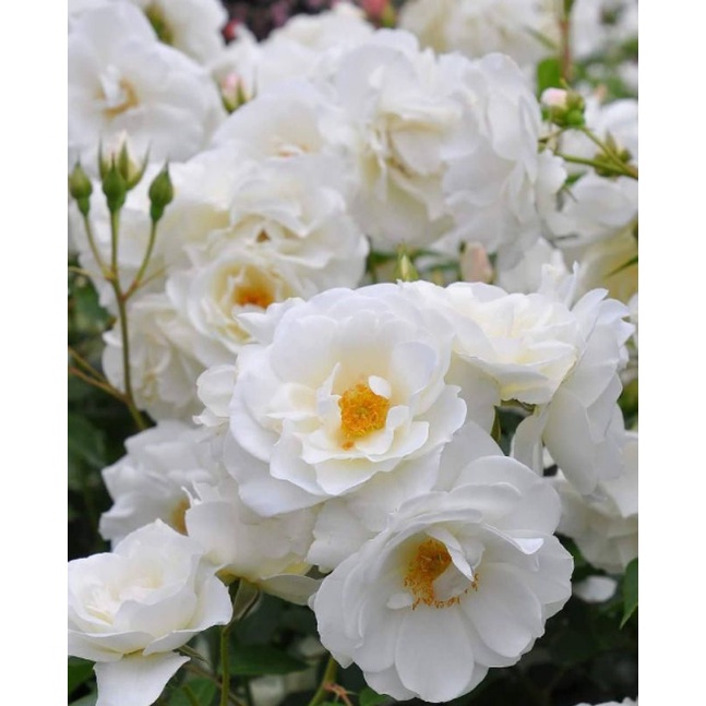 Mawar rambat Putih -Pop star wangi