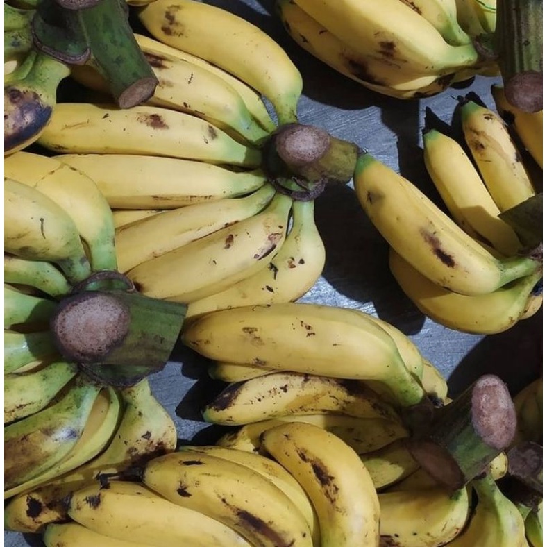 

PISANG ULI 1 SISIR/BUAH PISANG ULI FRESH