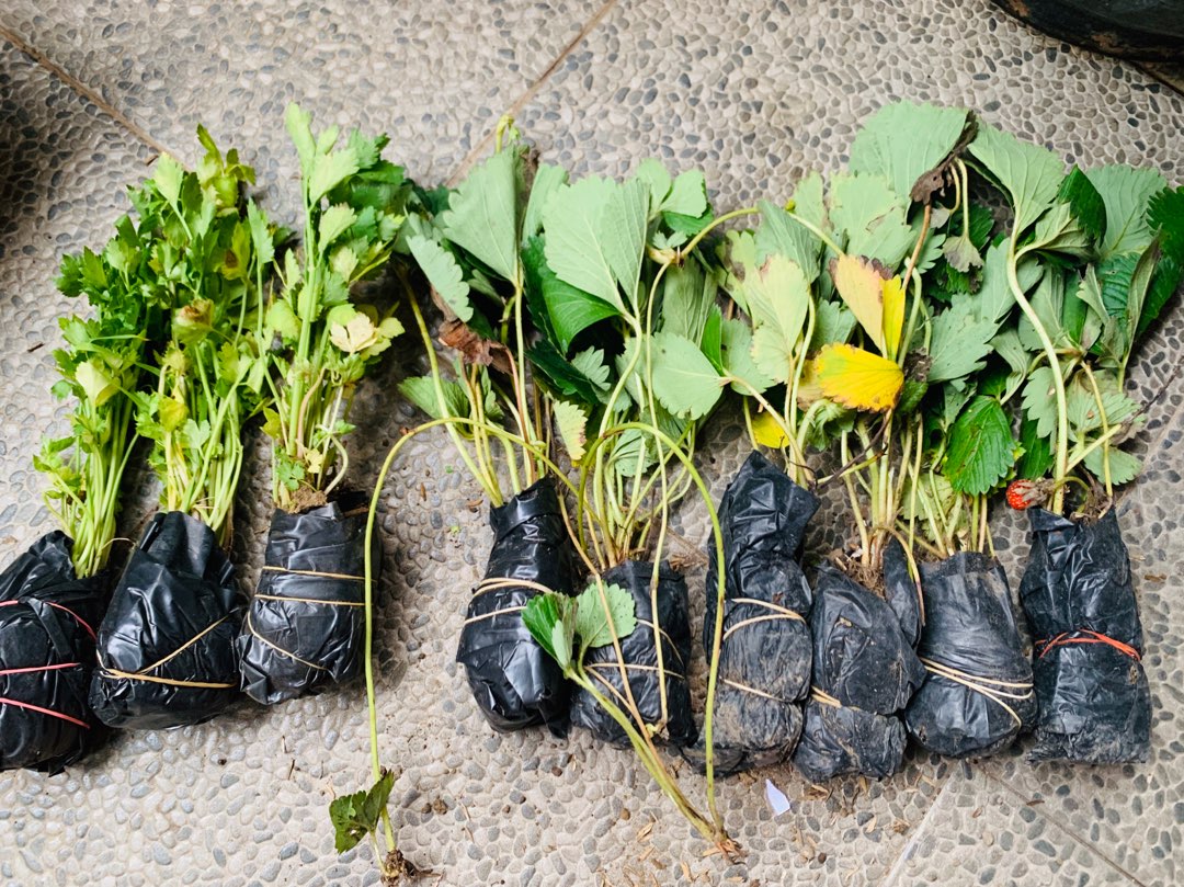 Tanaman Buah Strawberry Jumbo California Cod