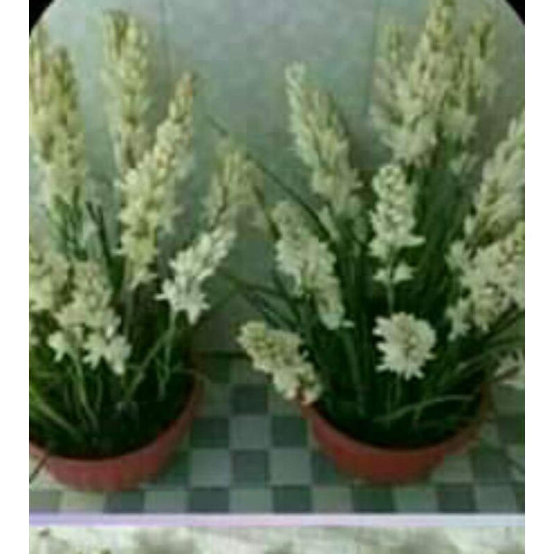 umbi bunga sedap malam