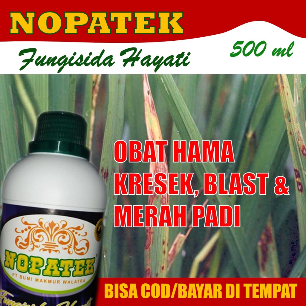 [TERLARIS] Pupuk Ajaib Atasi Hama Kresek, Blast dan Merah Padi - Obat Hama Kresek Blast & Merah Padi