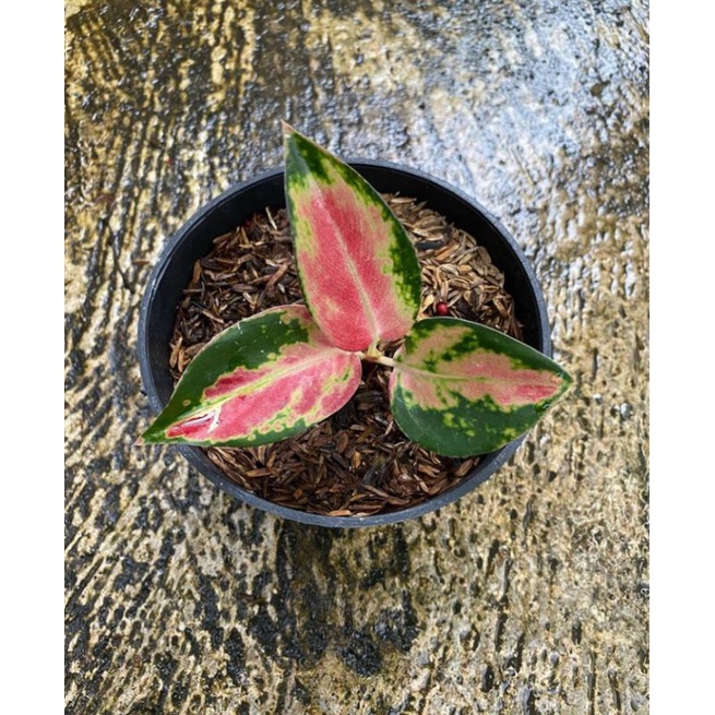 anakan aglonema (LOD) berkualitas 1-2 daun