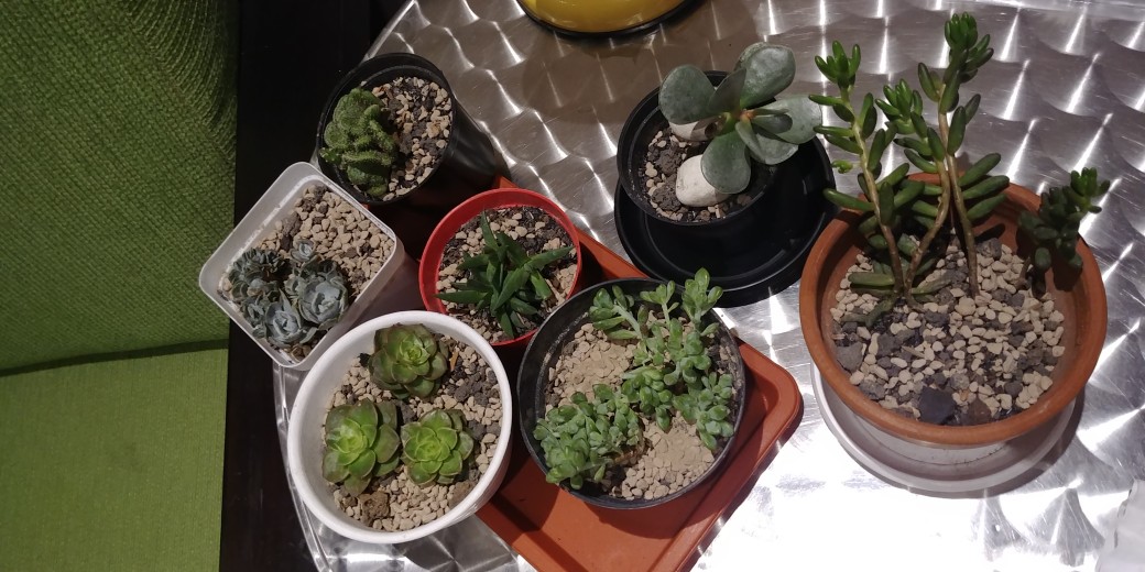 Tanaman Hias Sukulen/succulent Crasulla Arborescens