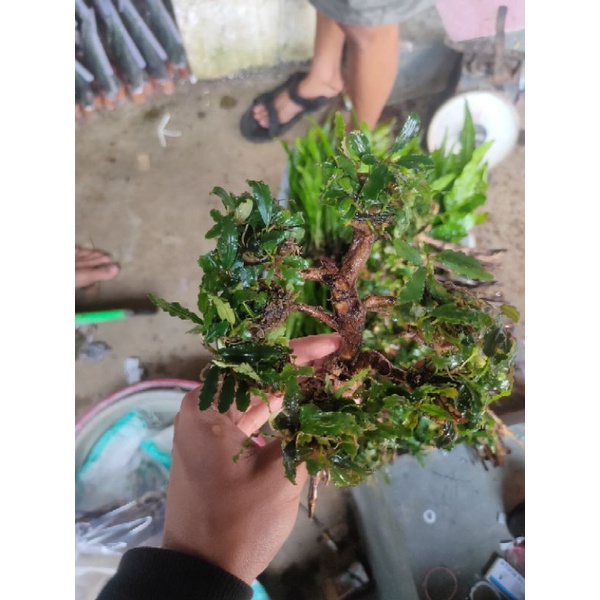 pohon bonsai Buce aquascape