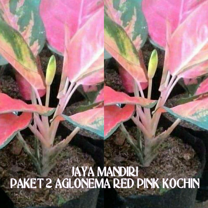 PAKET 2 AGLONEMA KOCHIN PINK UNGGULAN SUPER