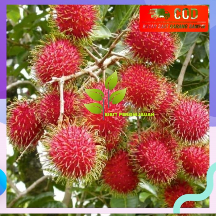 bibit tanaman buah rambutan lebak bulus kualitas super