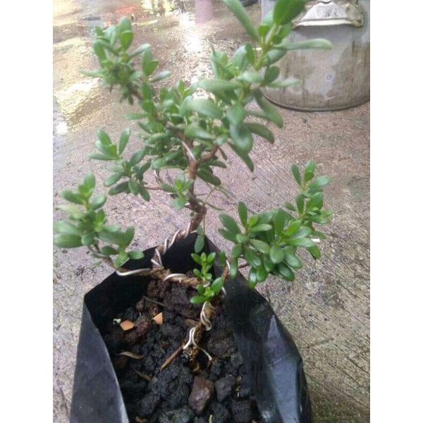 bahan mame santigi mawar mikro super hasil semai biji