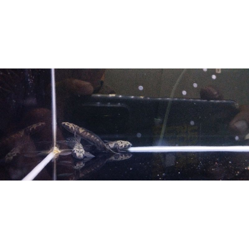 channa ys (yellow sentarum)