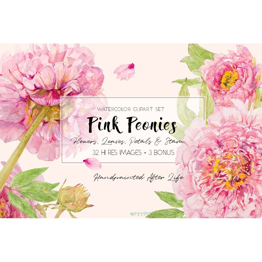 Pink Peonies Clipart Set - JPEG Ultra HD