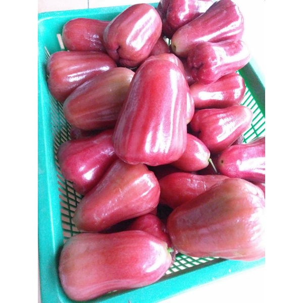 

jambucitra