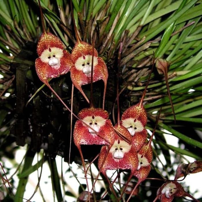 anggrek dracula simia (naga kecil/monyet) dewasa