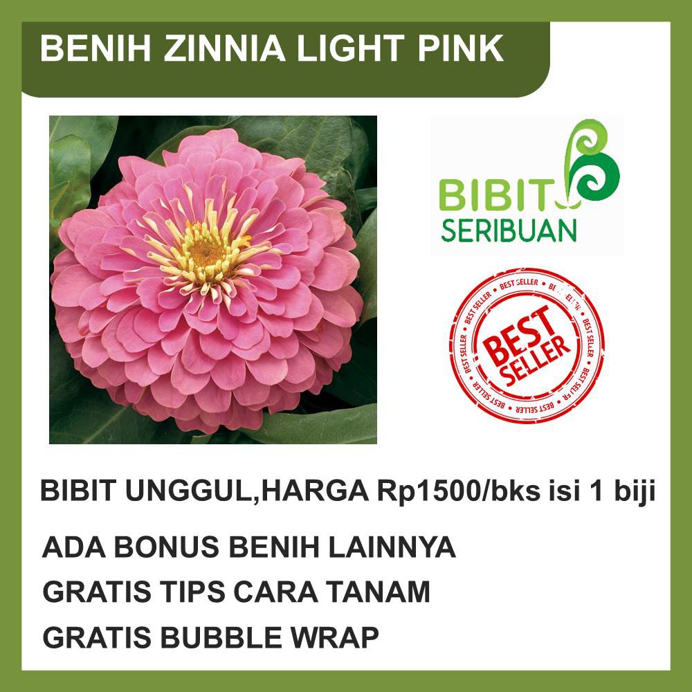 BIBIT ZINNIA PINK
